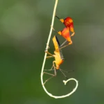 What looks like dancing is actually a bug’s survival trick