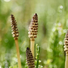A 400-million-year-old plant creates water so weird it looks alien