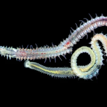 A 480-million-year-old parasite still infects oysters today