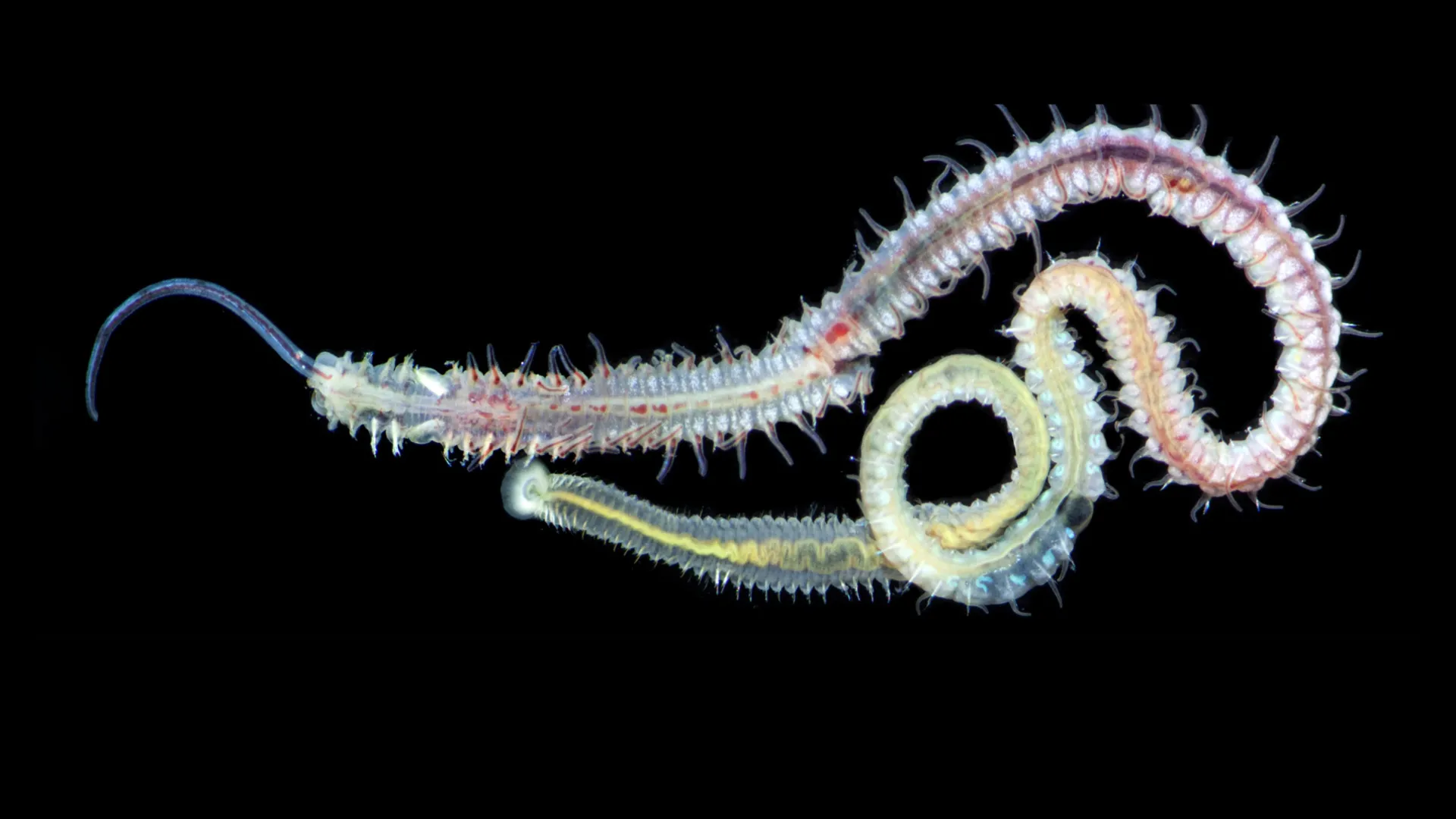 A 480-million-year-old parasite still infects oysters today