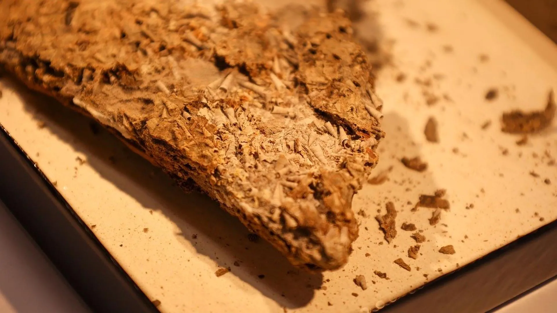 A 540-million-year-old fossil is rewriting evolution