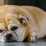 Animals are developing the same chronic diseases as humans