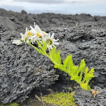 Birds, not wind, brought life to Iceland’s youngest island