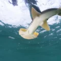 DNA in seawater reveals lost hammerhead sharks