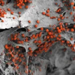 Scientists grow a tiny human “blood factory” that actually works