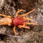 Scientists stunned as island spider loses half its genome