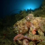 Scientists teach bacteria the octopus’s secret to camouflage