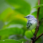 The five great forests that keep North America’s birds alive