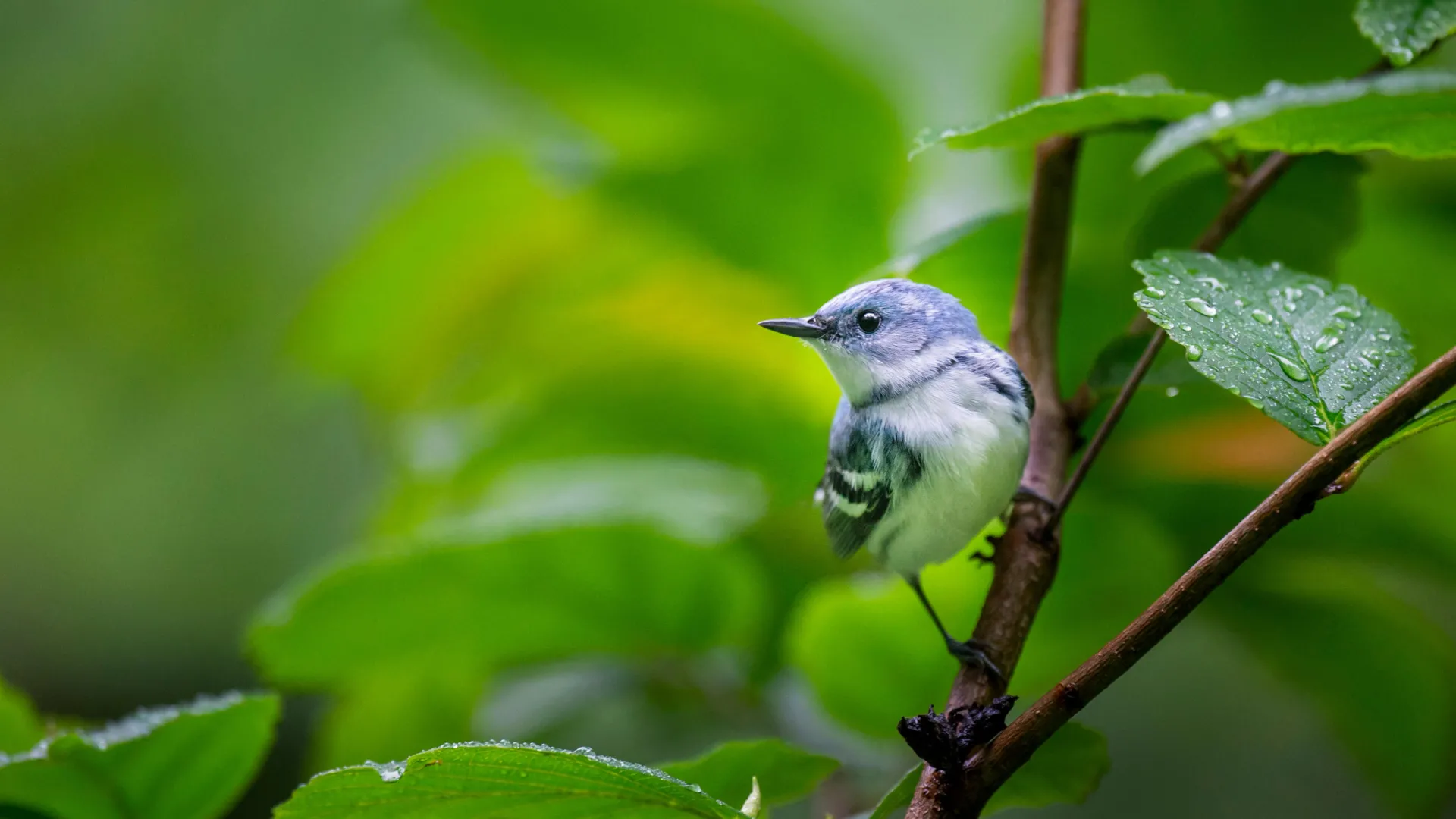 The five great forests that keep North America’s birds alive