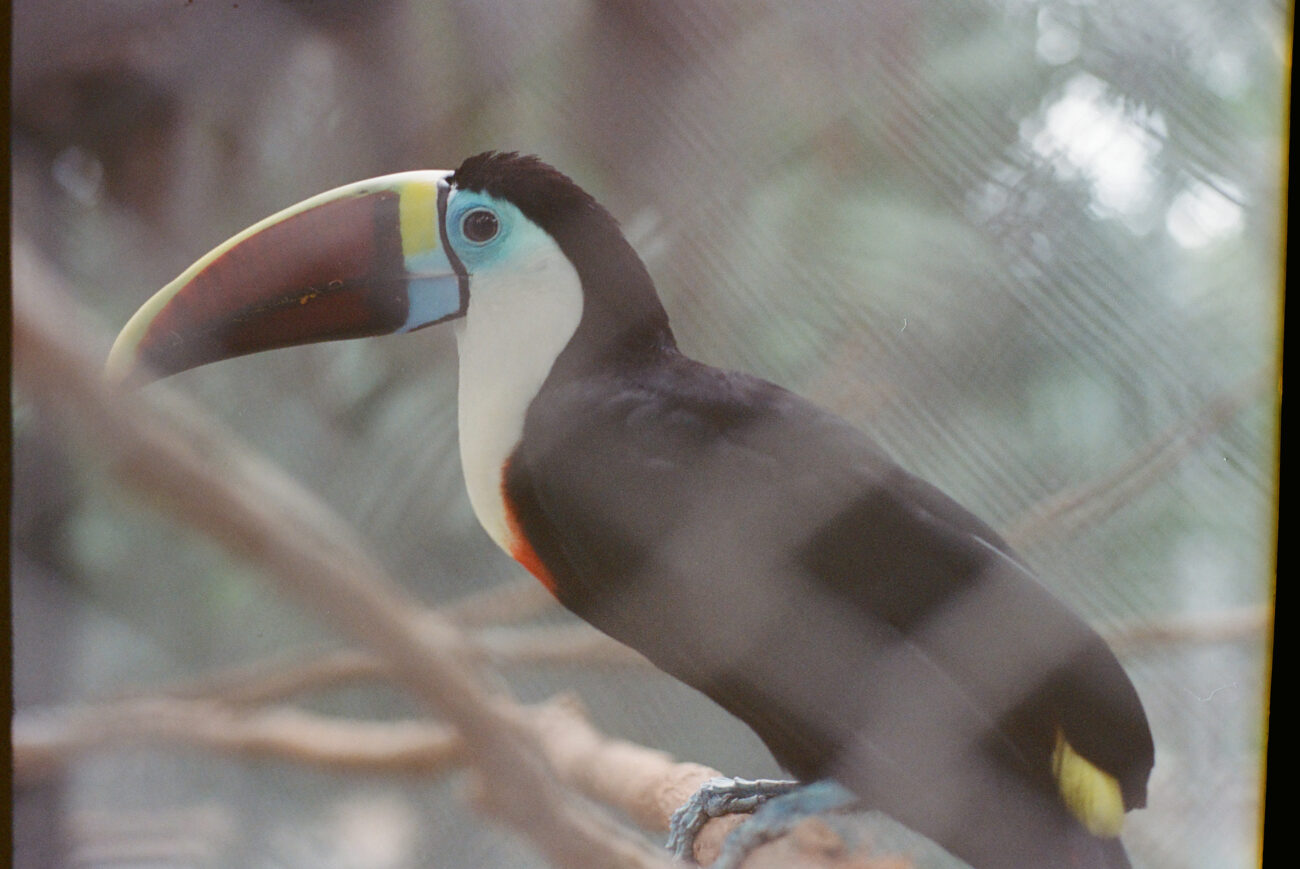 Toucan