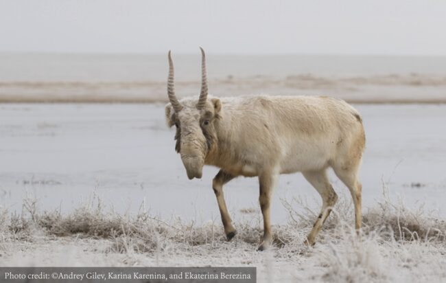 Saiga antelope