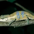 A long-nosed chameleon hid its true identity for 150 years