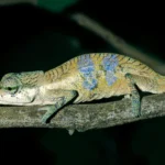 A long-nosed chameleon hid its true identity for 150 years