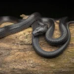 A mysterious black snake hidden for centuries is now named for Steve Irwin