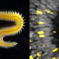 A tiny ocean worm just revealed a big secret about how eyes evolve