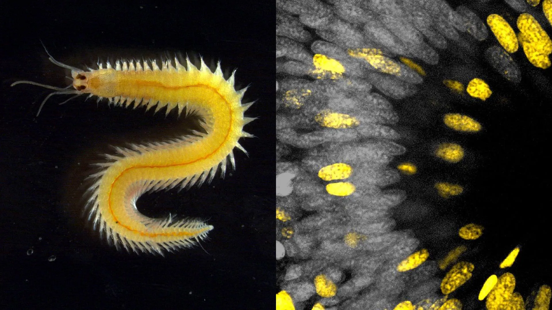 A tiny ocean worm just revealed a big secret about how eyes evolve