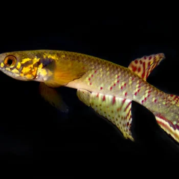 Back from the dead: “Extinct” fish rediscovered in a remote Bolivian pond after 20 years