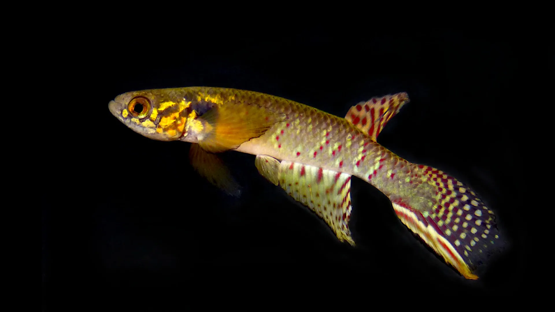 Back from the dead: “Extinct” fish rediscovered in a remote Bolivian pond after 20 years