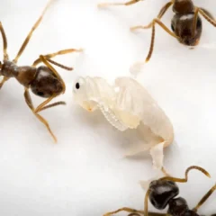 Doomed ants send a final scent to save their colony