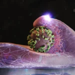 Scientists capture flu viruses surfing into human cells in real time