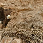 These Bald Eagles fly the wrong way every year and stun scientists