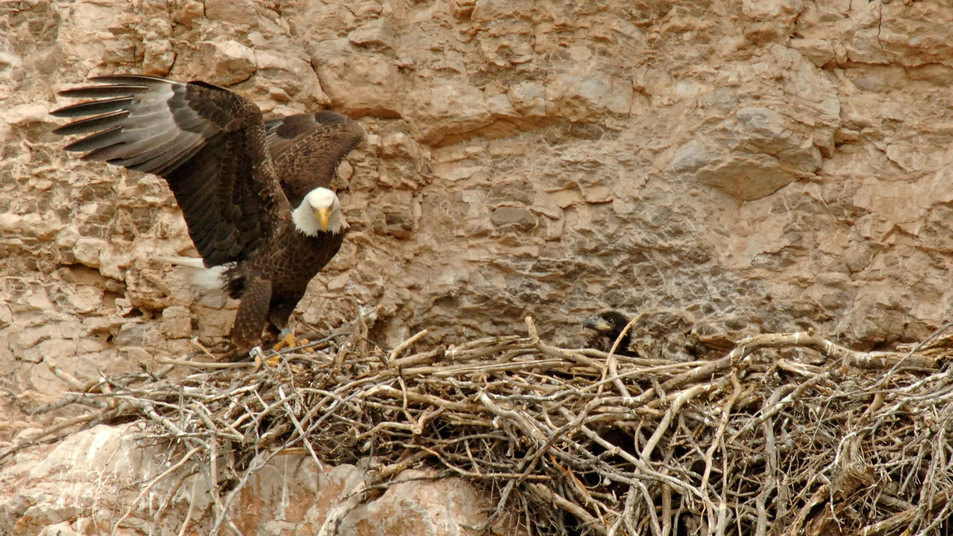 These Bald Eagles fly the wrong way every year and stun scientists