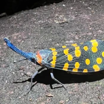 We are living in a golden age of species discovery