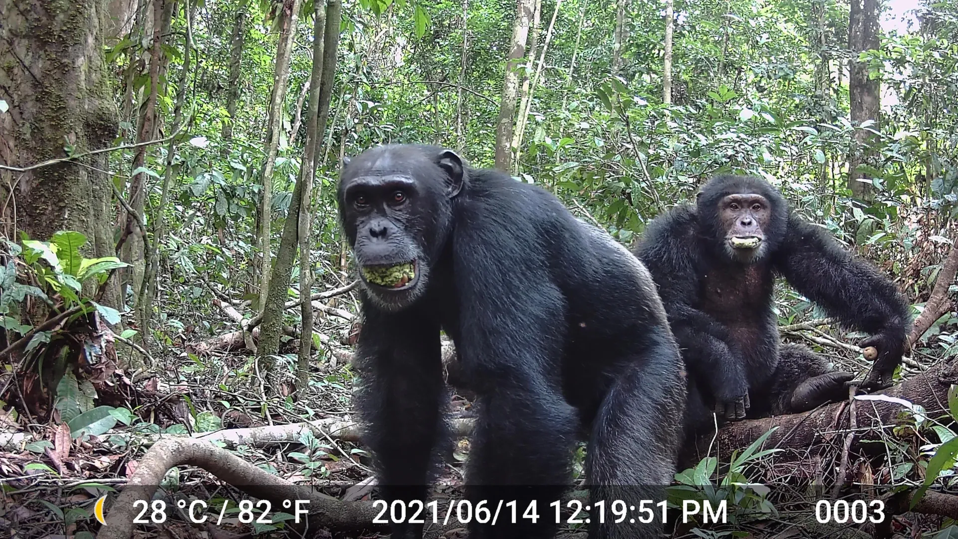 Wild chimps consume more alcohol than anyone expected