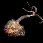 Zombie worms are missing and scientists are alarmed