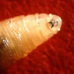 A flesh-eating fly once eradicated is moving back toward the U.S.