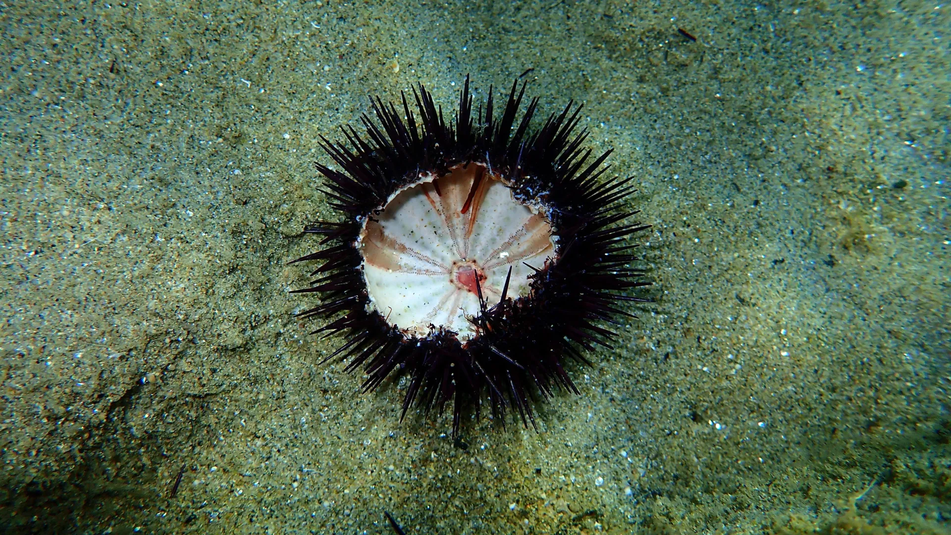 A silent ocean pandemic is wiping out sea urchins worldwide