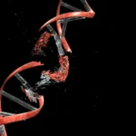 The 4x rule: Why some people’s DNA is more unstable than others