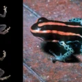 The poison frog that fooled scientists for decades
