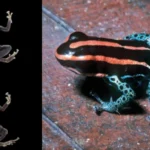 The poison frog that fooled scientists for decades